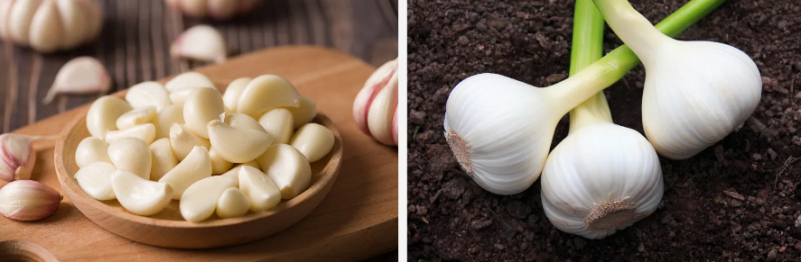 Bulk Garlic Extract